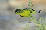 Lesser Goldfinch